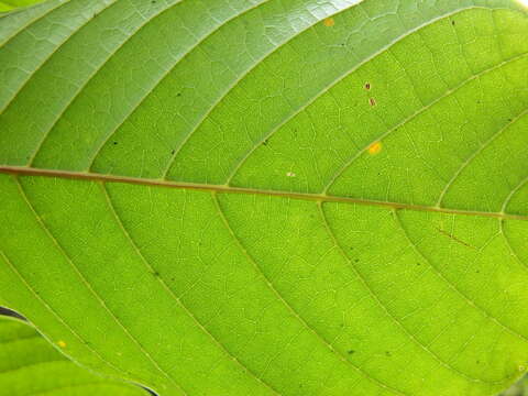 Image of Meliosma simplicifolia subsp. simplicifolia