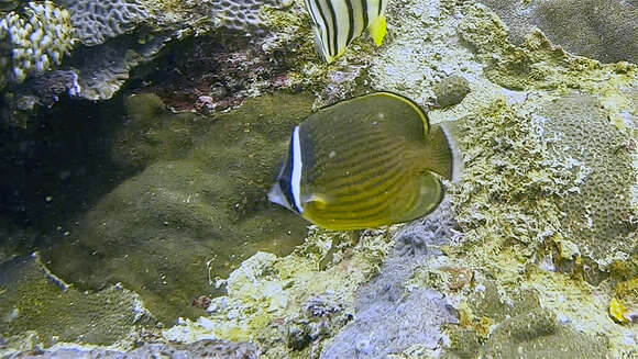 Image of Golden Butterflyfish
