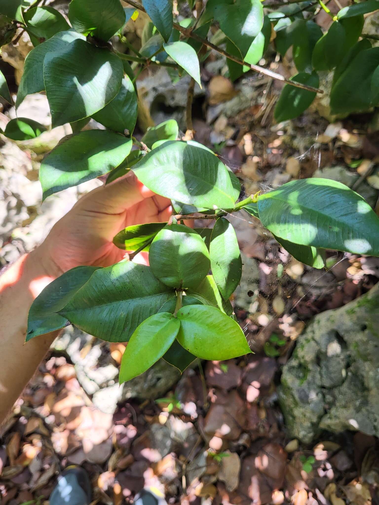 Слика од Garcinia portoricensis (Urb.) Alain H. Liogier