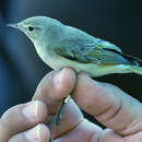 Phylloscopus orientalis (Brehm & CL 1855) resmi