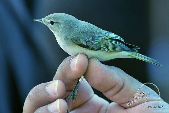 Phylloscopus orientalis (Brehm & CL 1855) resmi