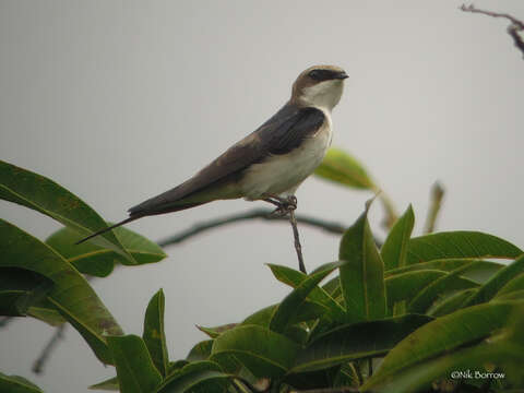 Слика од Pseudhirundo griseopyga melbina (Verreaux, J, Verreaux & E 1851)