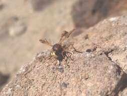 Image of Physocephala texana (Williston 1882)