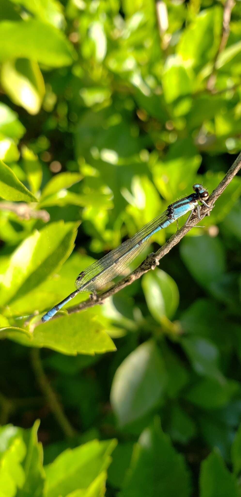 Acanthagrion floridense Fraser 1946 resmi