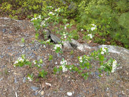 Image of Chokeberries