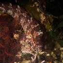 Image of Lace klipfish