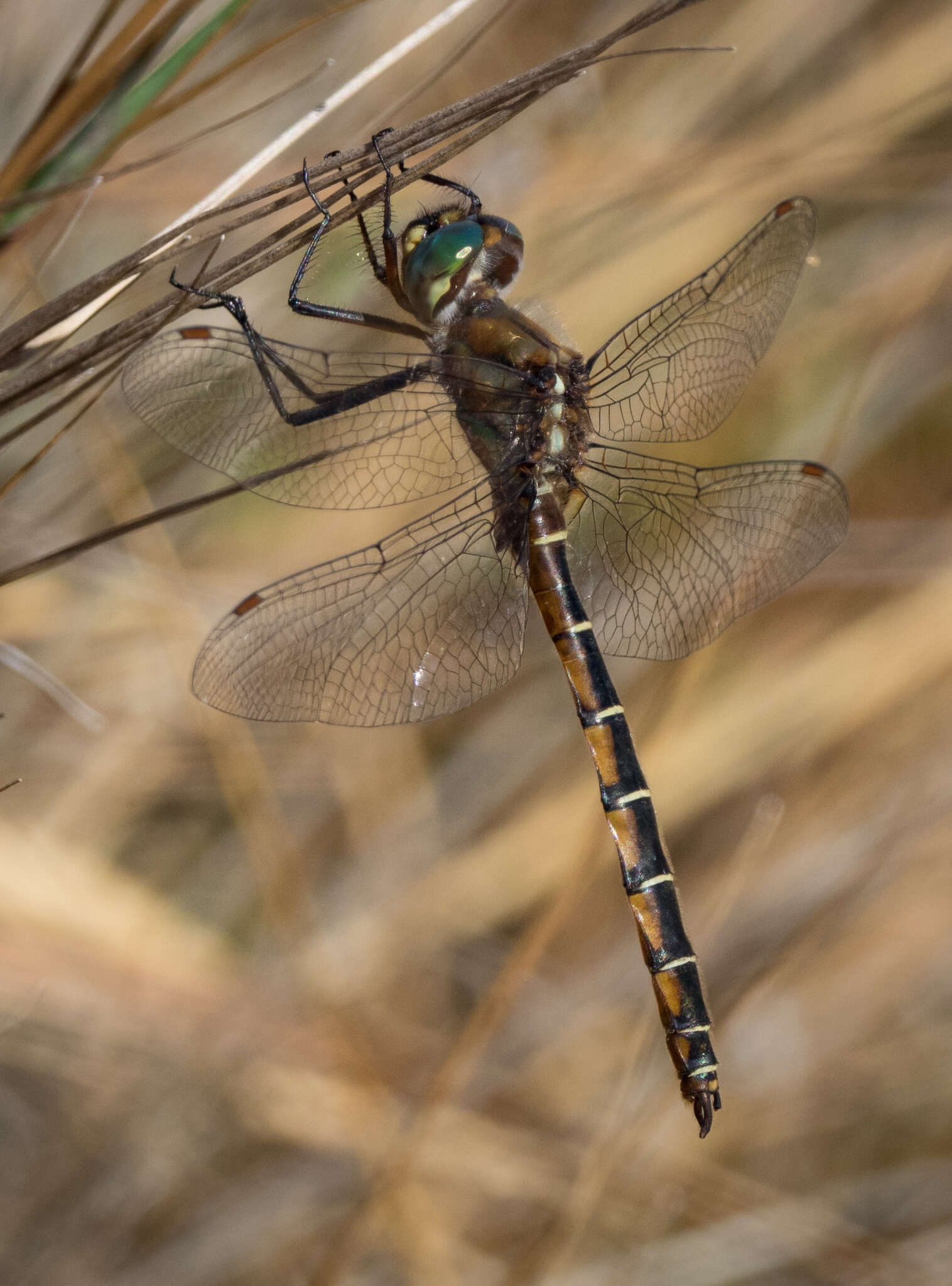 Image of Eastern Swamp Emerald