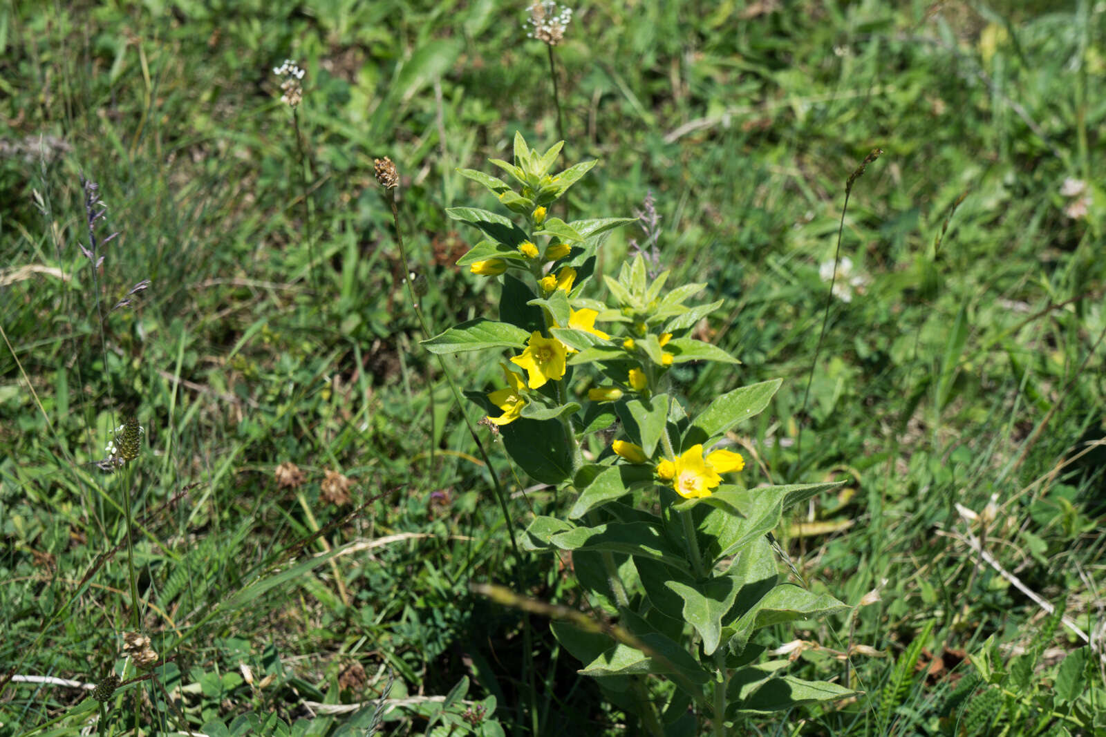 Image of Dotted Loosestrife