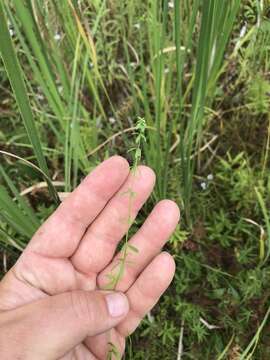 Image of Bog bedstraw