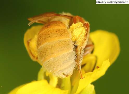 Halictus pseudovestitus Blüthgen 1925 resmi