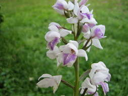 Image de Brachycorythis paucifolia Summerh.