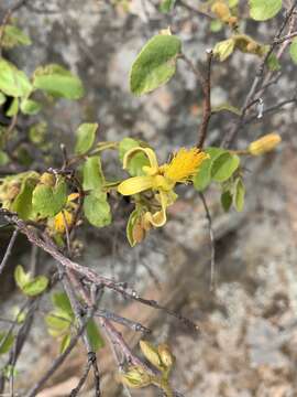 Image de Grewia hexamita Burret