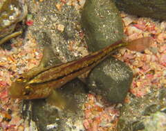 Image of Common Triplefin