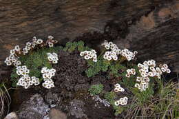 Sivun Saxifraga andersonii Engl. kuva