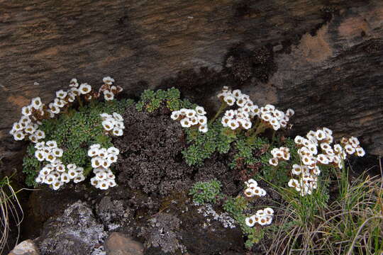 Sivun Saxifraga andersonii Engl. kuva