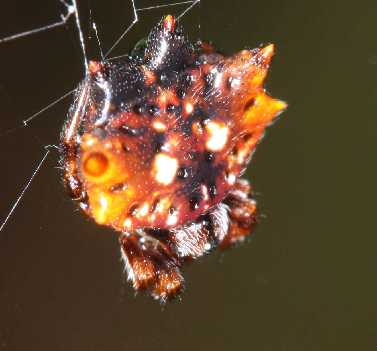 Image of Thelacantha