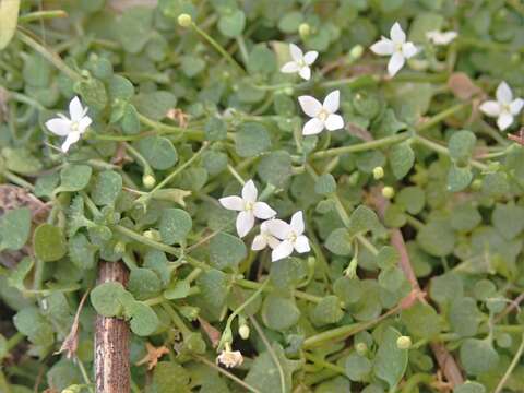 Image of creeping-bluet