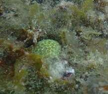 Image of Blue Crust Coral