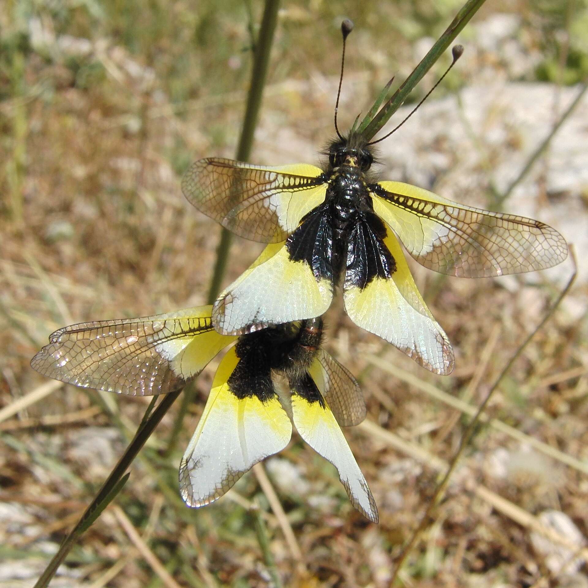 Image of Libelloides baeticus (Rambur 1838)