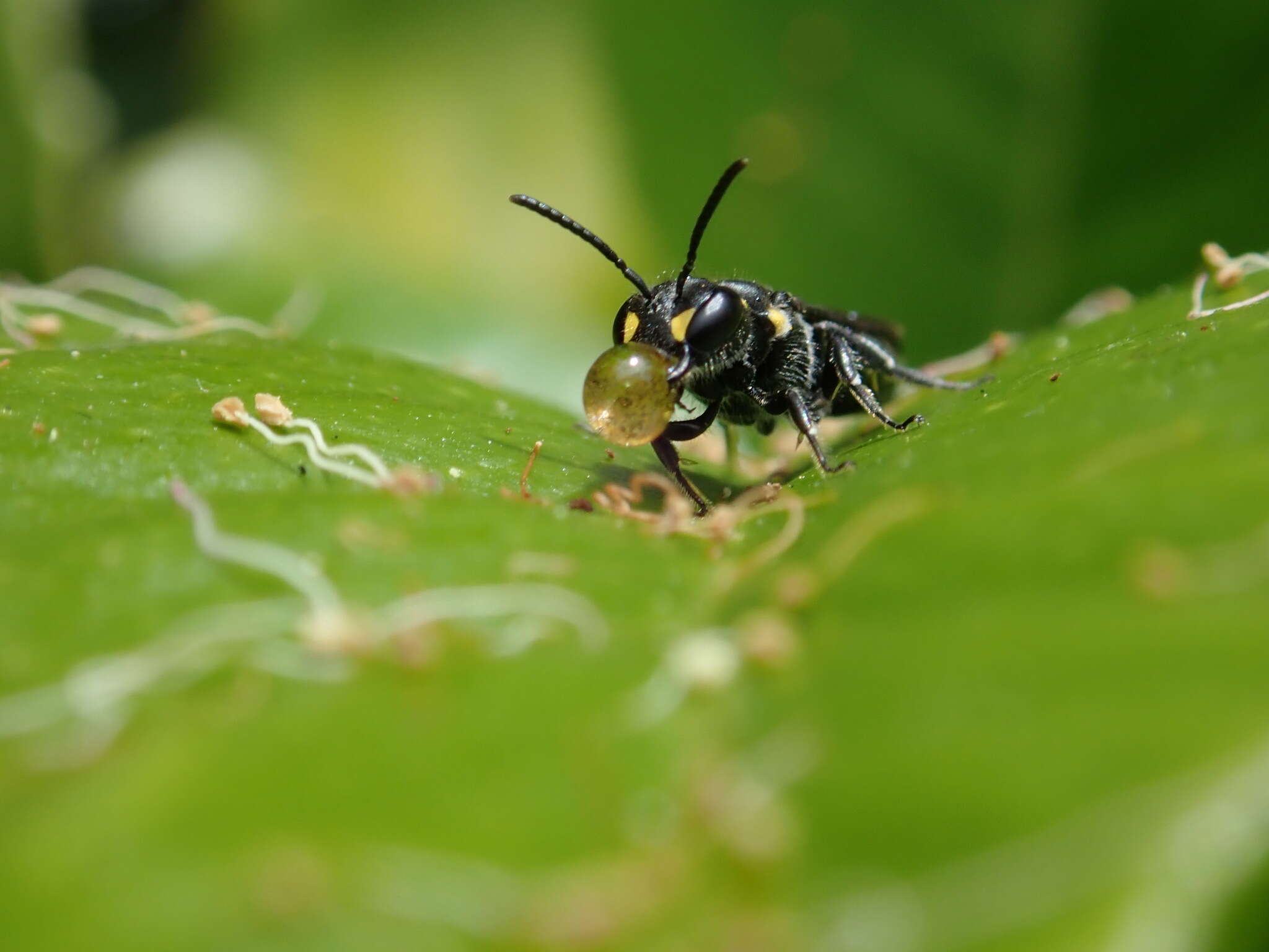 Image of Māori Masked Bee