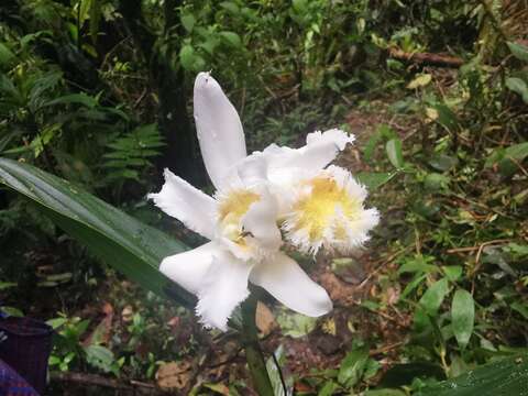 Image of Sobralia fimbriata Poepp. & Endl.