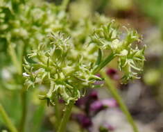 Image of Valerianella uncinata (Bieb.) Dufresne