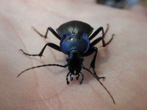 Image of Carabus (Tanaocarabus) sylvosus Say 1823