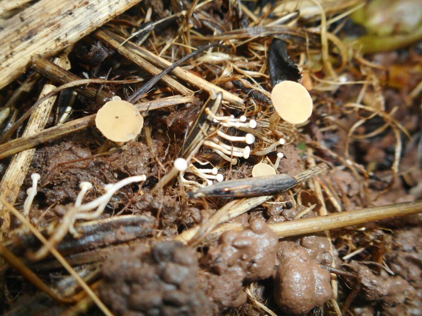 Image of Symphyosirinia chaerophylli Svrček 1989