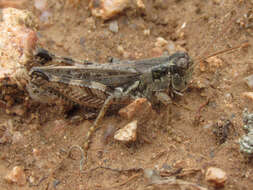 Image of Melanoplus kennicottii Scudder & S. H. 1878