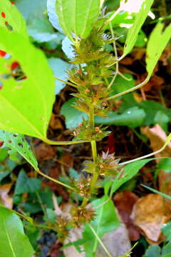 Imagem de Acalypha virginica L.