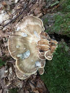 Image de Polypore géant