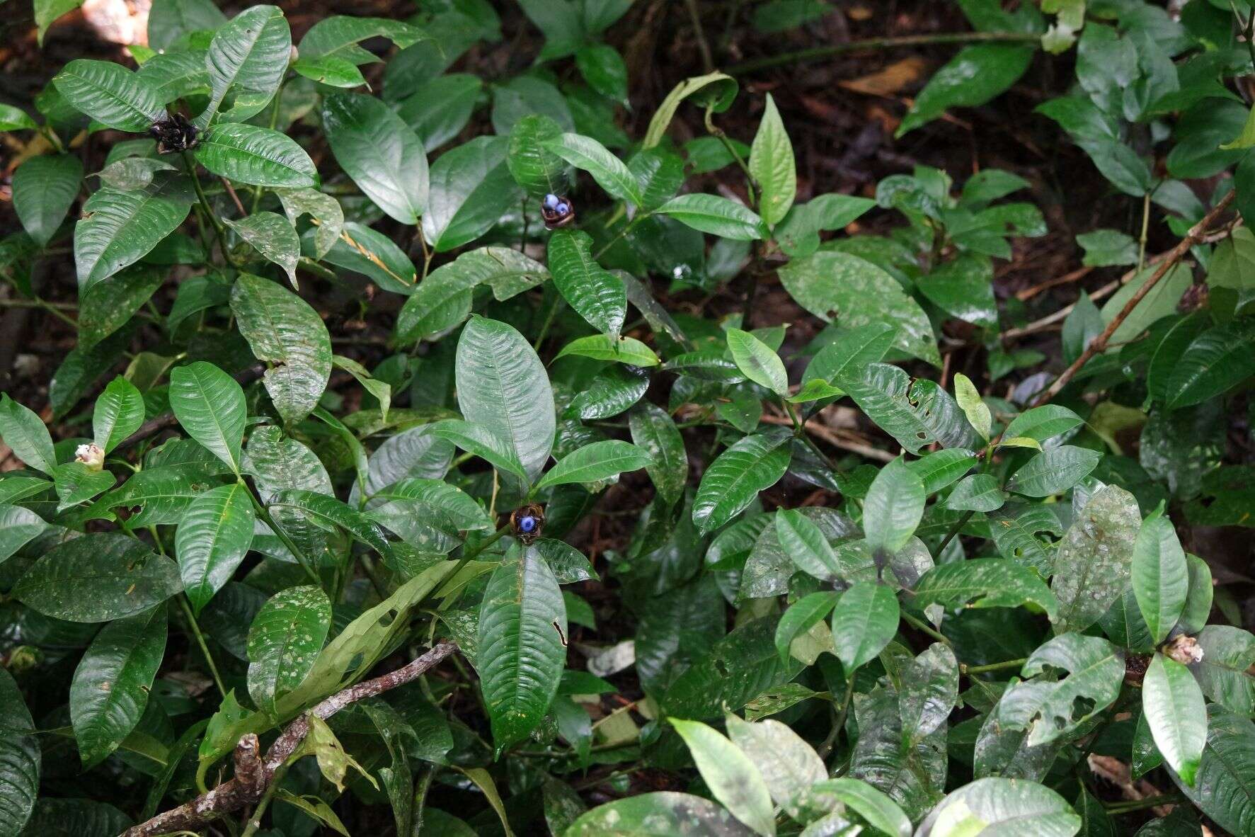 Image of Palicourea glomerulata (Donn. Sm.) Borhidi