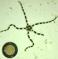 Image of Short-spined brittle star