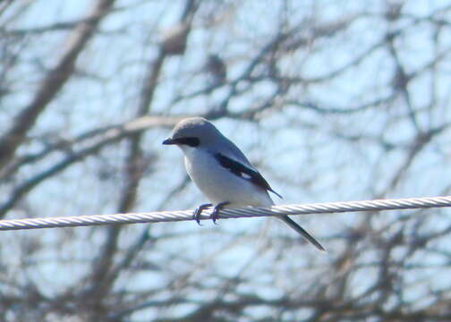 Image of Loggerhead Shrike