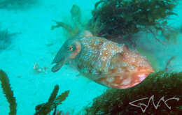 Image of Ken's cuttlefish