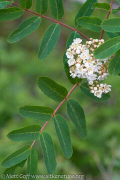 Image of western mountain ash