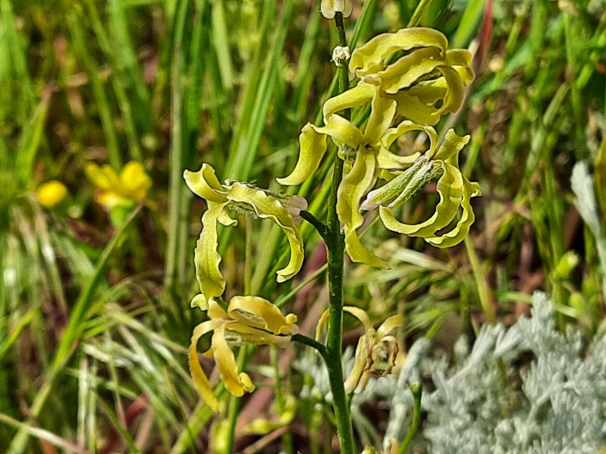 Image of Matthiola caspica (N. Busch) Grossh.