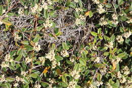 Image of Pomaderris prunifolia var. edgerleyi (Hook. fil.) L. B. Moore