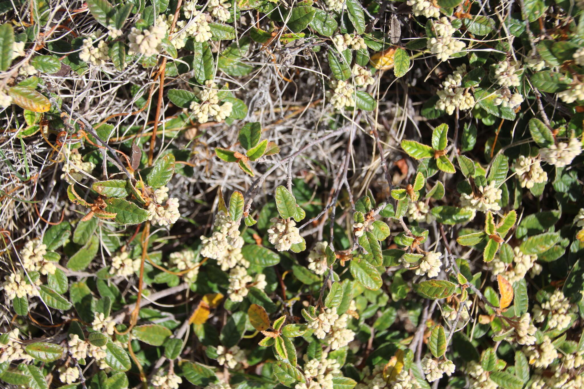 Image of Pomaderris prunifolia var. edgerleyi (Hook. fil.) L. B. Moore