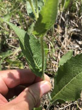 Image of wild quinine