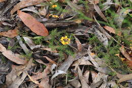 Image of Dillwynia trichopoda (Blakely) Jobson & P. H. Weston