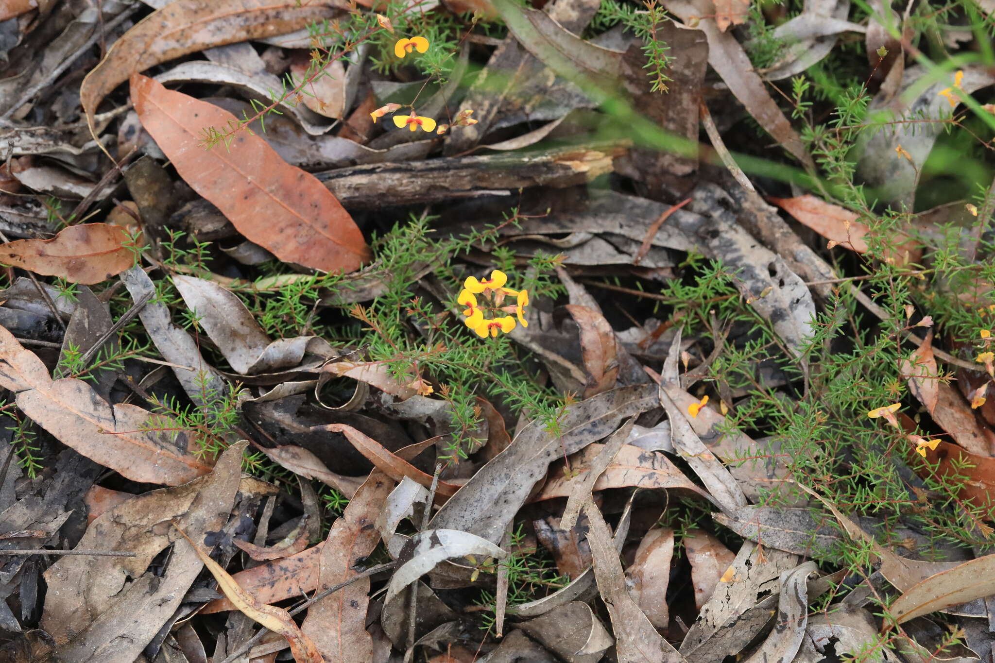 Image of Dillwynia trichopoda (Blakely) Jobson & P. H. Weston