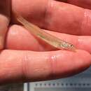 Image of Scaly Sand Darter