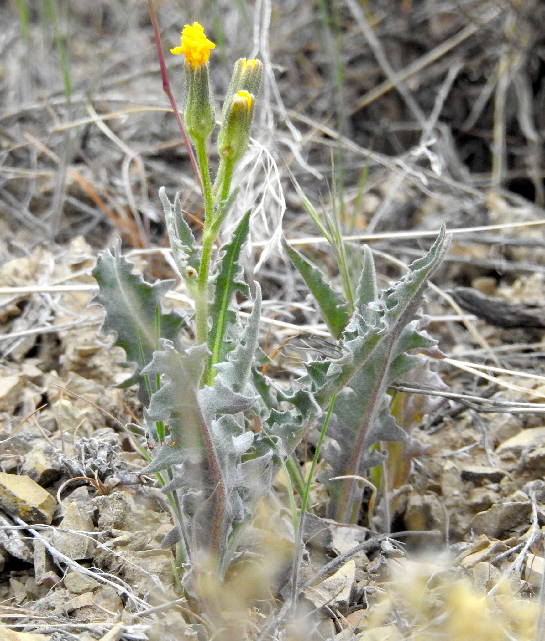 Crepis modocensis Greene resmi