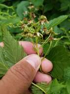 صورة Rubus canadensis L.