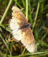 Acraea stenobea Wallengren 1860 resmi