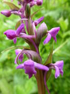 Image of Salam Orchis