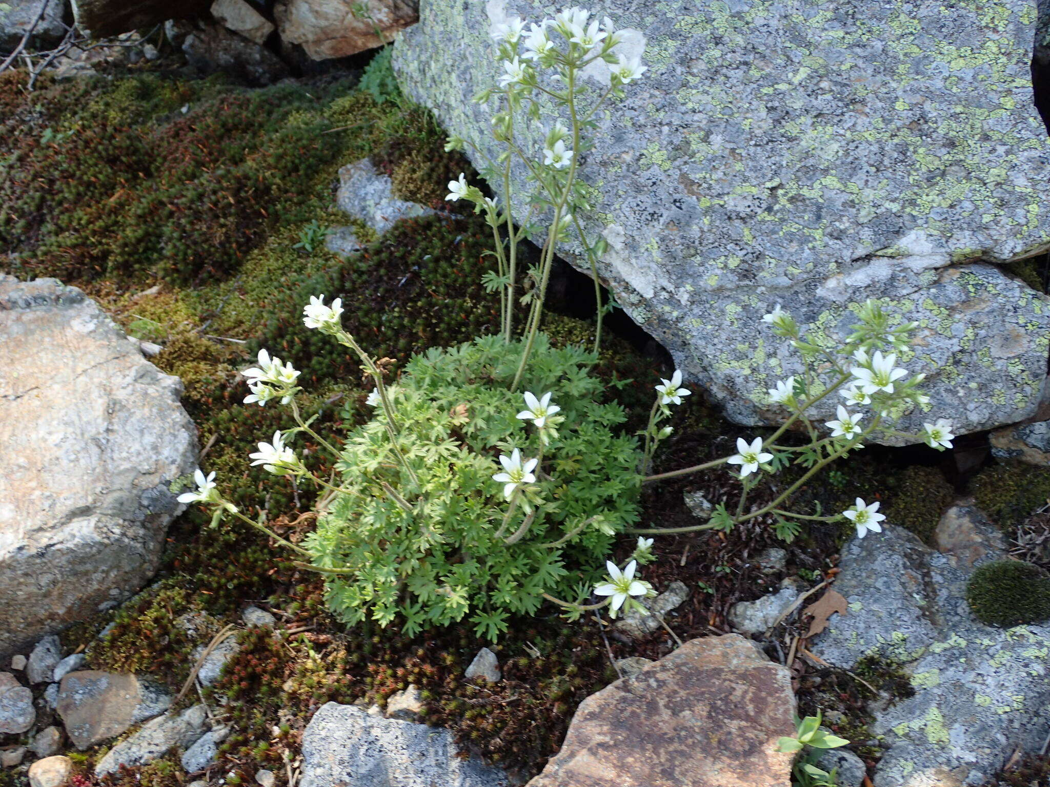 Imagem de Saxifraga geranioides L.