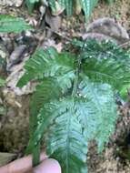 Imagem de Pteris grevilleana Wall. ex Agardh