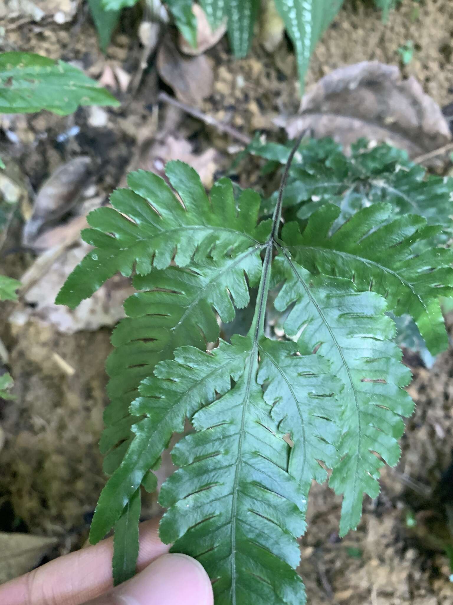 Imagem de Pteris grevilleana Wall. ex Agardh